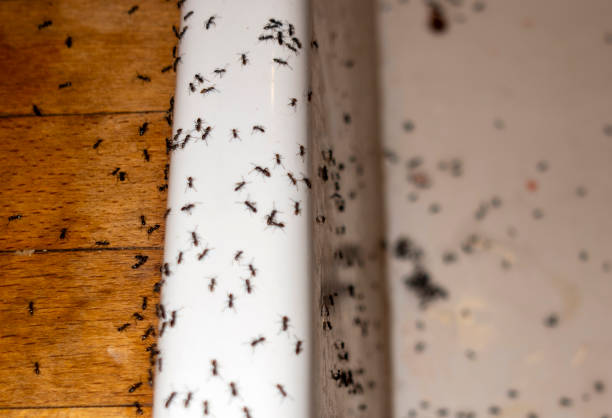 Best Commercial Pest Control Services  in El Lago, TX