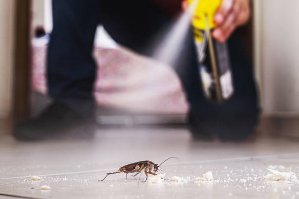 Best Insect Control  in El Lago, TX