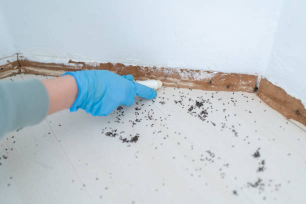 Best Rat Extermination Near Me  in El Lago, TX